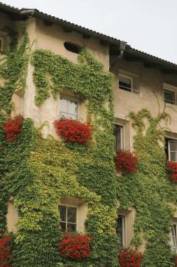 Green Roofs